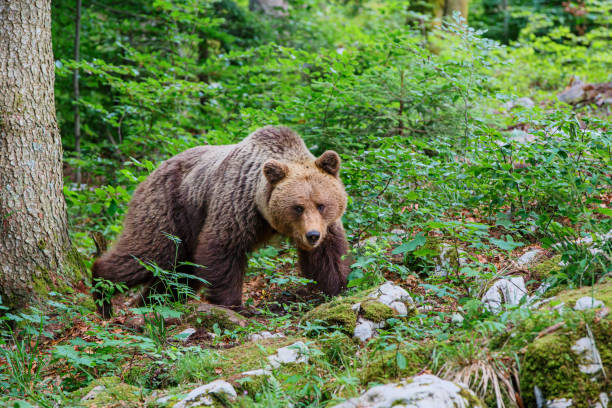 istock big female wild brown bear in the forest 1183089820