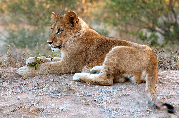 Lion cub in the morning light South Africa stock photo