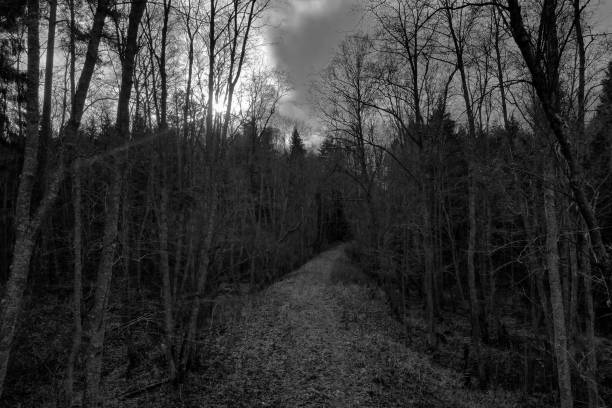 istock The road in the forest. Paths in the deep forest. 1183090745