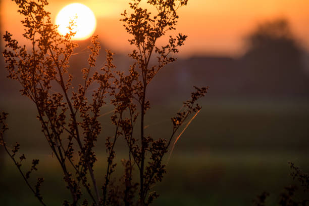 Sunrise in context of the coloring seasons