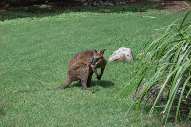 istock kangaroo wallaby standing in grass in Australia 1183093602