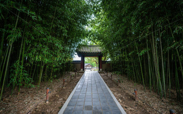 callejón de bambú y puerta tradicional en el santuario gyeonggijeon en jeonju corea del sur - confucian fotografías e imágenes de stock