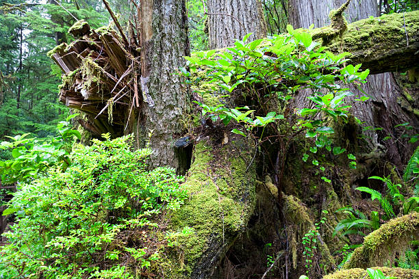 Detail of Temperate Rainforest on the Pacific Coast  abies amabilis stock pictures, royalty-free photos & images