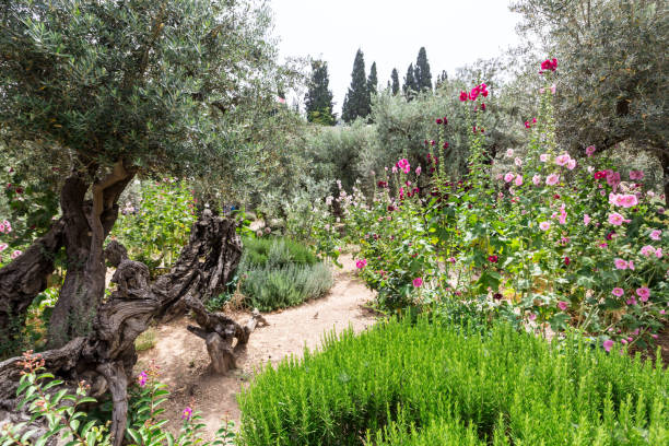 le jardin à gethsemane - garden of gethsemane photos et images de collection