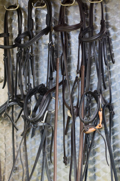 istock Horse Bridles hanging on metal background 1183095209