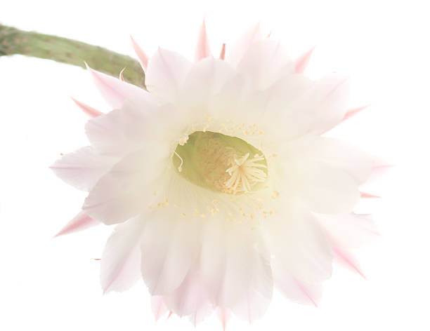 Cactus blooms  night blooming cereus stock pictures, royalty-free photos & images