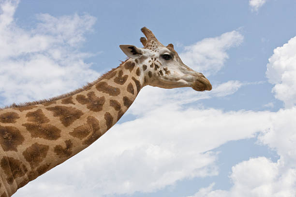 istock Side View of Giraffe Neck and Head 118309735