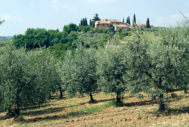 istock Olive trees and house near San Gimignano (Siena, Tuscany) 118309903