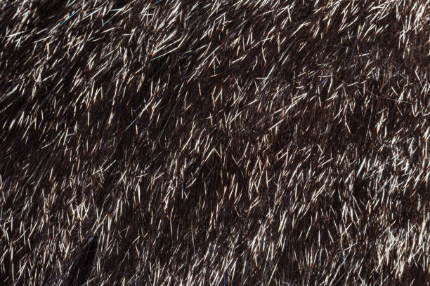istock abstract background with fur texture, dark and white fur template 1183099519