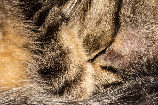 istock close up of a cat sleeping 1183099527