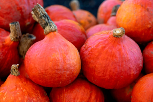 red kuri squash red kuri squash known as the onion pumpkin, shot in selective focus to ad copy space and text overlay chan buddhism photos stock pictures, royalty-free photos & images