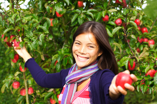 Smiling autumn xwoman picking and giving apples from tree. Click for: