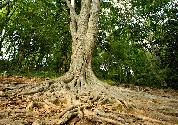 istock tree with lots of roots 118310179