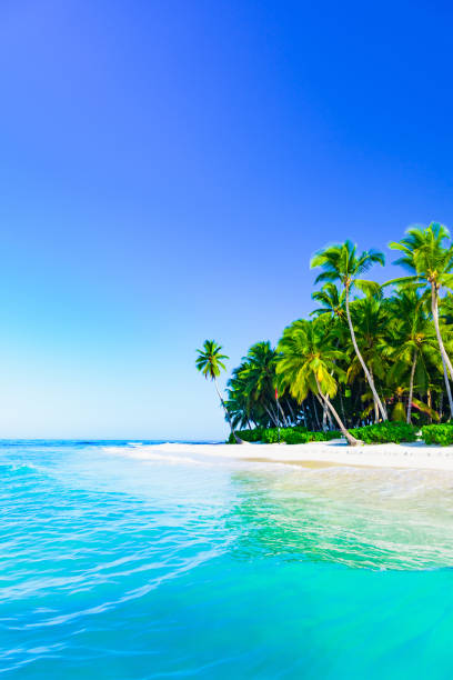 istock beautiful caribbean landscape with palm tree on the beach 1183102155