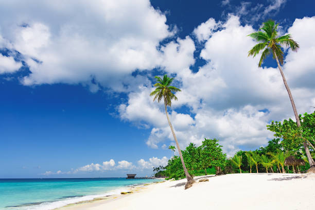 istock beautiful caribbean landscape with palm tree on the beach 1183102317