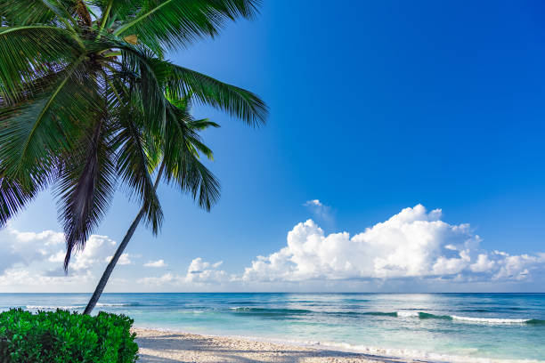 istock beautiful caribbean landscape with palm tree on the beach 1183102368