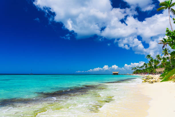 istock beautiful caribbean landscape with palm tree on the beach 1183102419