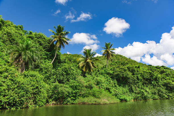 calm beautiful river chevon among tropical jungle high bank dominican republic