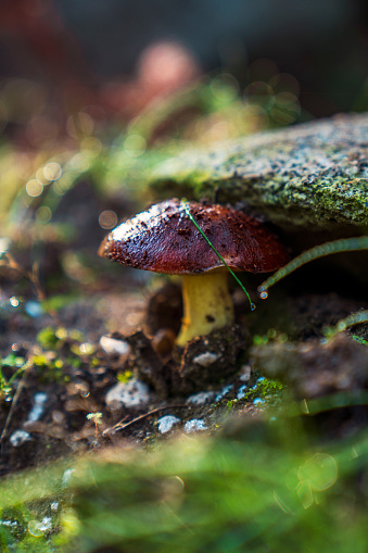 Mushroom on the forest
