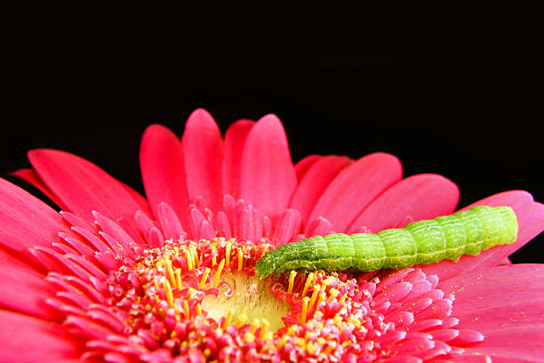 Green Caterpillar auf eine Rosa Blume – Foto