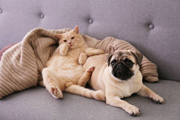 Adorable pug and cute cat sitting together on the couch. Cute red Scottish fold cat & funny pug lying on grey textile sofa at home. Purebred short hair straight-eared kitty and lop-eared dog with sleepy sad face. Background, copy space, close up. pug photos stock pictures, royalty-free photos & images