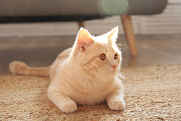 아름다운 빨간 고양이와 줄무늬코트는 집에서 게으른되고. - domestic cat kitten scottish straight short hair 뉴스 사진 이미지
