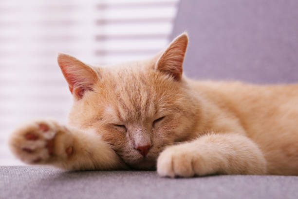 istock Beautiful red cat with stripes on coat being lazy at home. 1183104752