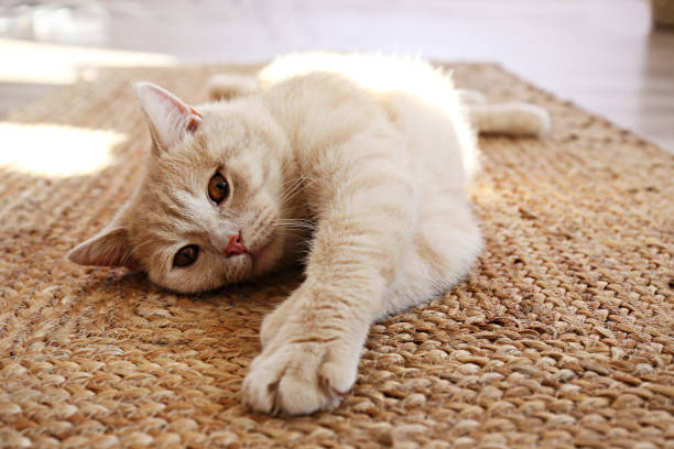 istock Beautiful red cat with stripes on coat being lazy at home. 1183105927