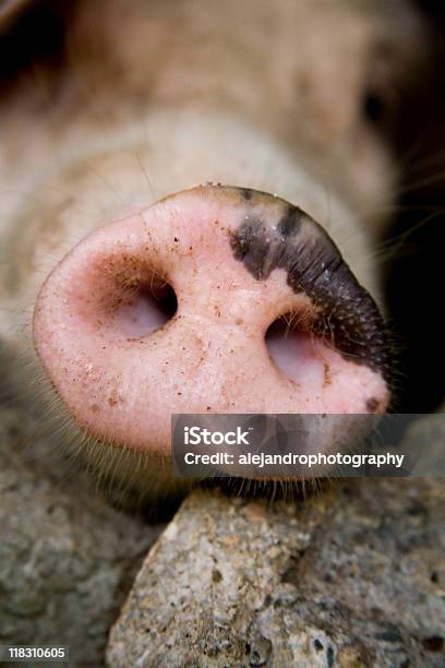 Schweinen Schnauze Stockfoto und mehr Bilder von Behaart - Behaart, Extreme Nahaufnahme, Farbbild