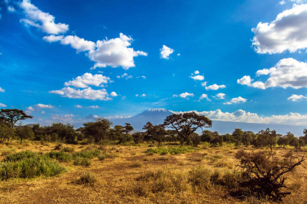 istock Savanna with rare bushes 1183106168