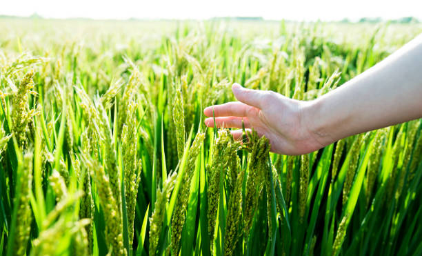 istock Woman hand touching rice crop 1183110401