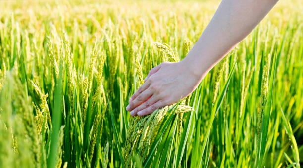 istock Woman hand touching rice crop 1183110600