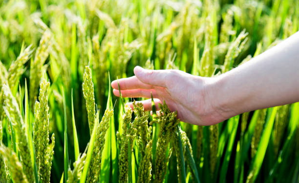 istock Woman hand touching rice crop 1183110760