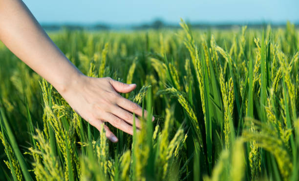 istock Woman hand touching rice crop 1183110986
