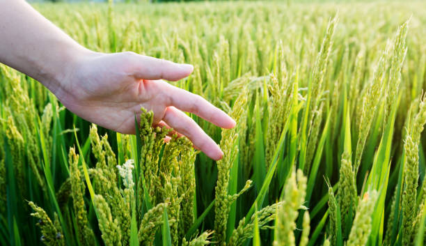 istock Woman hand touching rice crop 1183111073