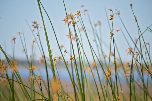 istock rushes on the banks of a river - macro 1183114473