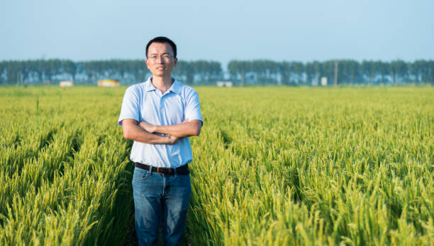 istock Man standing in a rice field 1183115767