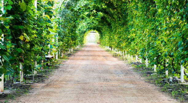 istock Green leaves climb full of pergola 1183115843