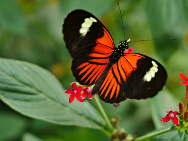 istock Red-black-white butterfly drinking nectar from red flowers 1183116009