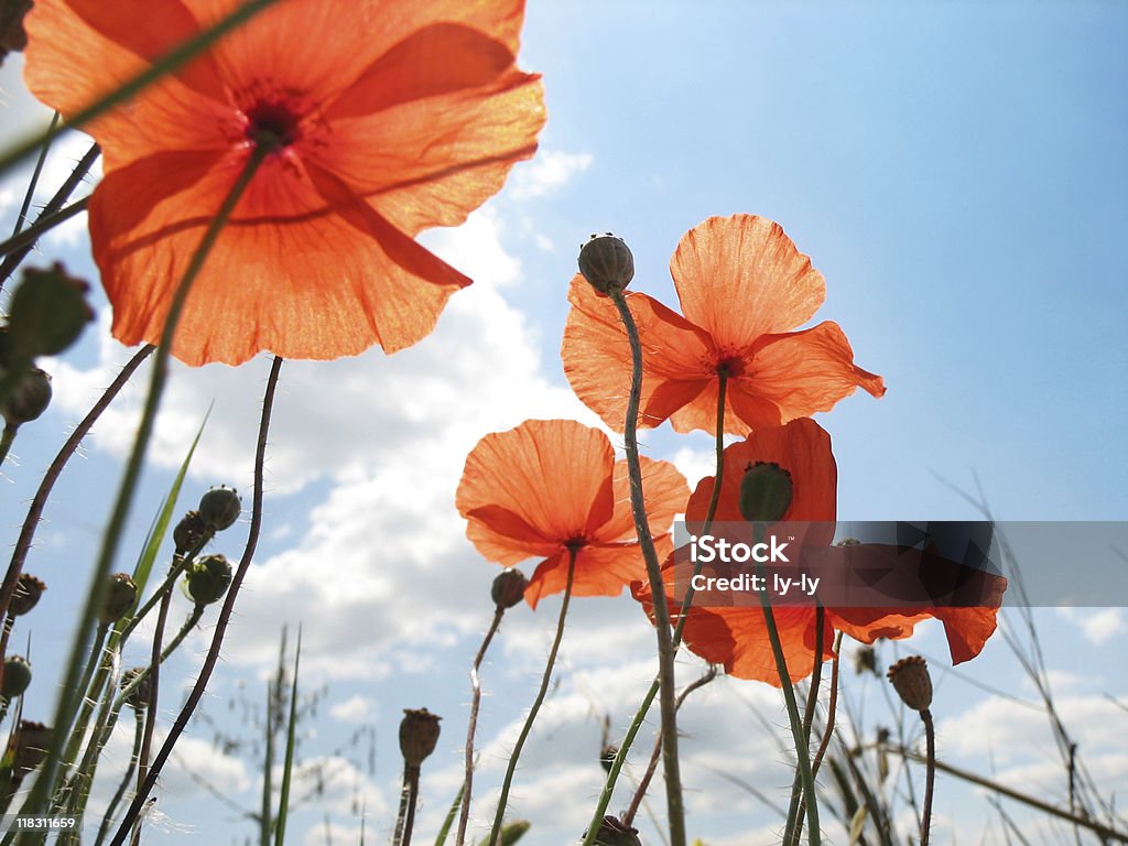 red poppy flowers on the meadow  Agricultural Field Stock Photo