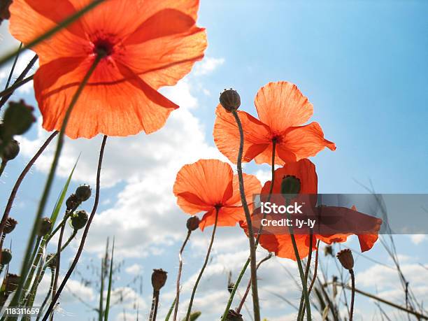 Red Poppy Flowers On The Meadow Stock Photo - Download Image Now - Agricultural Field, Beauty In Nature, Blue