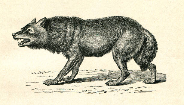 Gray Wolf Canis Lupus snarling illustration The wolf ( Canis lupus ), also known as the gray/grey wolf, is a canine native to the wilderness and remote areas of Eurasia and North America. 
Original edition from my own archives
Source : "Die Thierwelt R. Bommeli" 1894 wild dog stock illustrations
