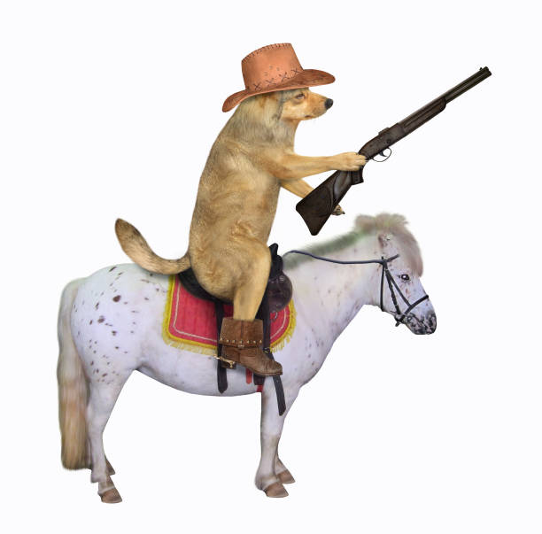 istock Dog cowboy on the white horse 1183118938