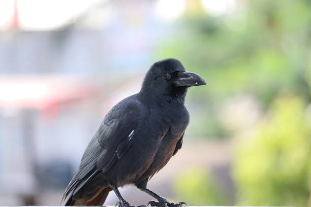 istock A black crow ready for hunting 1183118951