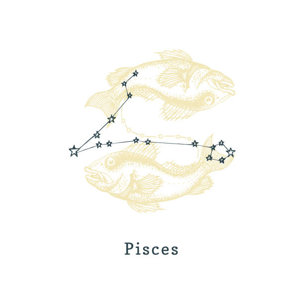 Zodiacal constellation of Pisces on background of drawn symbol in engraving style. Vector illustration of sign Fishes. Zodiacal constellation of Pisces on background of hand drawn symbol in engraving style. Vector retro graphic illustration of astrological sign Fishes. pisces constellation tattoo stock illustrations