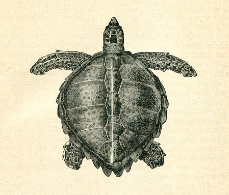 Sea Turtle ( Chelonia mydas )
Original edition from my own archives
Source : 