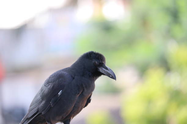 istock A raven stands in a meadow and calls. Concept protected animals 1183120977