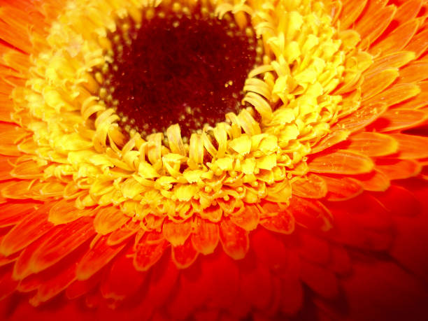 istock Close-up orange bright gerbera flower with petals and dark center 1183121009