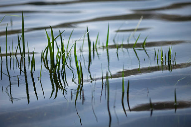 istock Blades of Grass 118312107