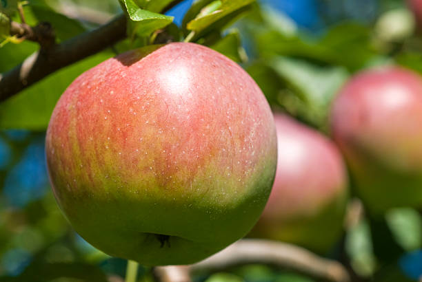 macintosh pomar de macieiras - macintosh apple imagens e fotografias de stock